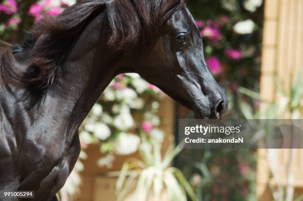 portrait of black running purebred arabian filly. close up - filly stock pictures, royalty-free photos & images