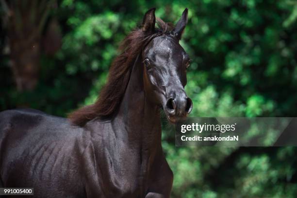 portrait of black running purebred arabian filly - filly stock pictures, royalty-free photos & images