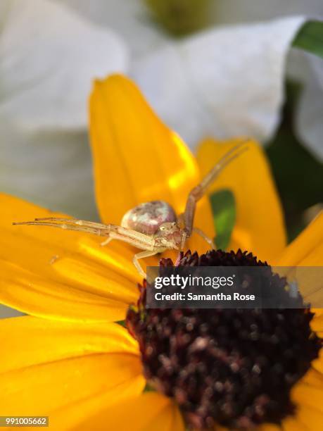 goldenrod crab spider - spider crab stock pictures, royalty-free photos & images