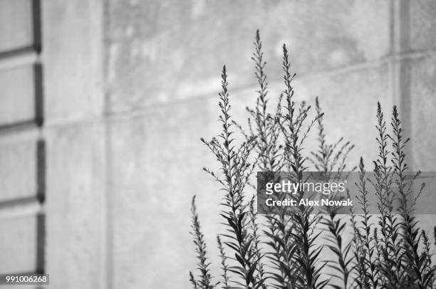 grass and concrete - alex list stock pictures, royalty-free photos & images