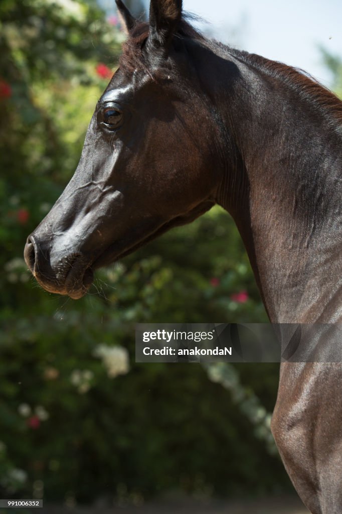 Portrait of black purebred arabian filly