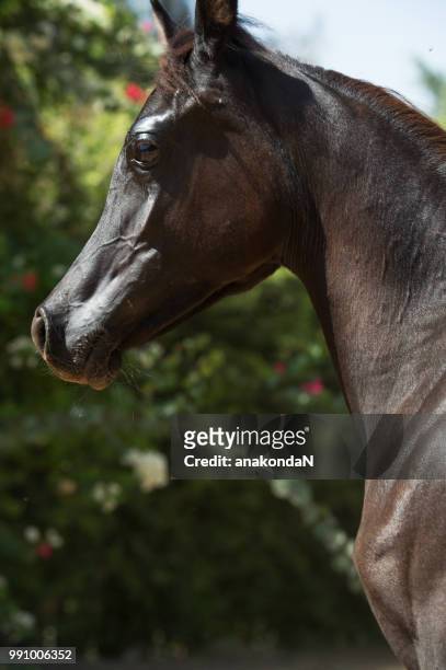 portrait of  black purebred arabian filly - filly stock pictures, royalty-free photos & images