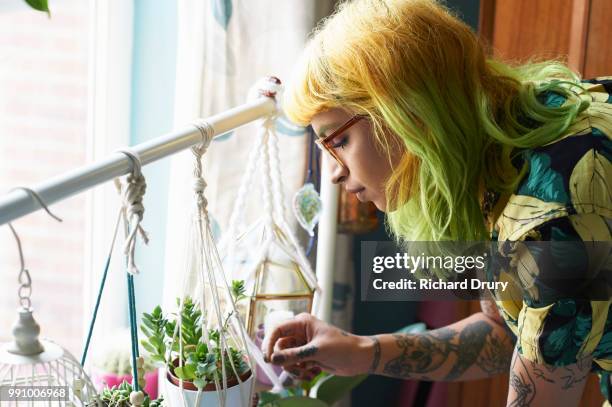 young hipster woman tending to her succulent house plants - richard drury stock pictures, royalty-free photos & images