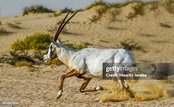 oryx dubai - arabian oryx stock-fotos und bilder