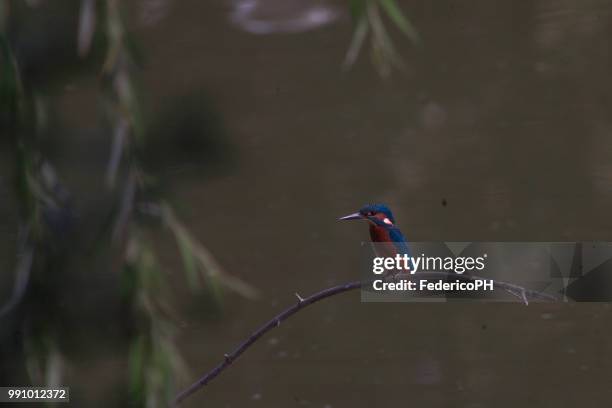 martin pescatore europeo (alcedo atthis) - pescatore stock pictures, royalty-free photos & images