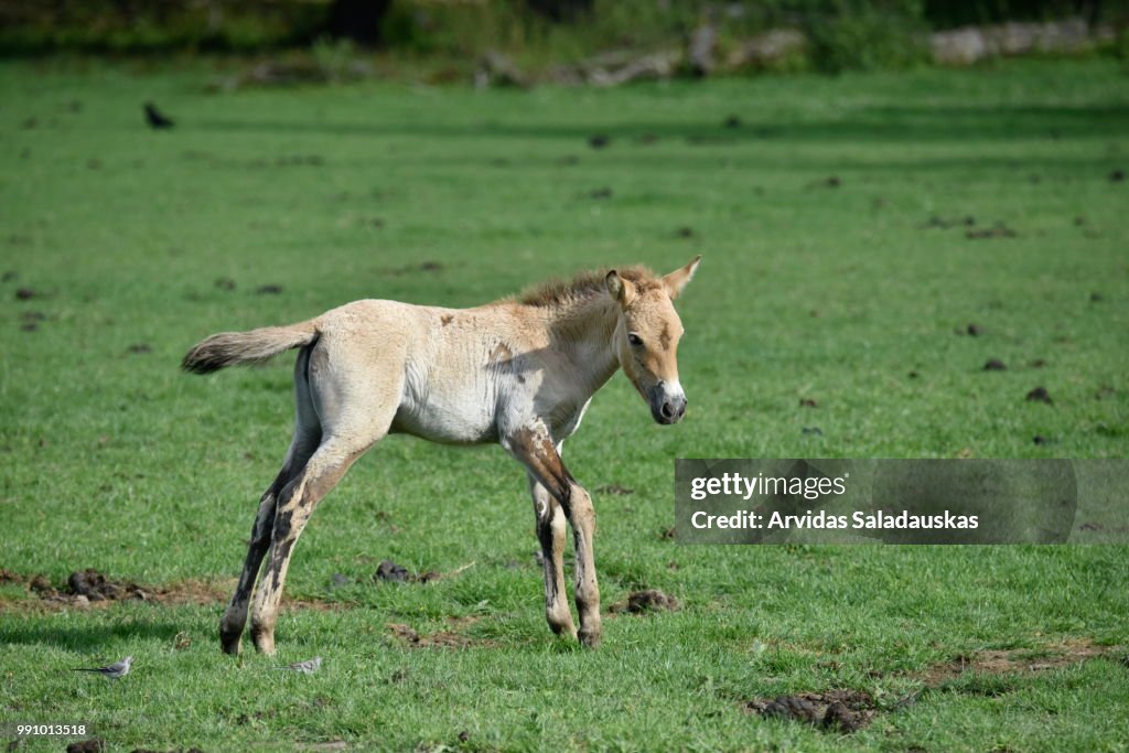 Przewalski-Pferde auf Wiese.