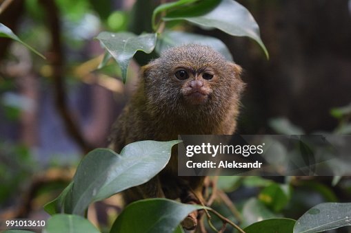 Monkey in the leaves Monkey in the leaves