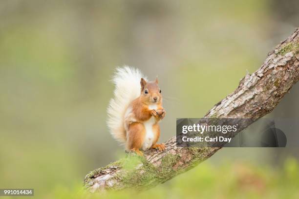 red squirrel sat on a pine tree eating a hazelnut - red pine bildbanksfoton och bilder