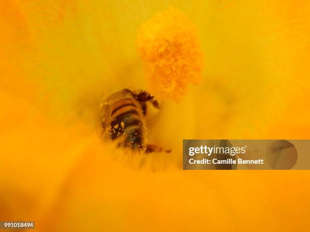 bee in squash blossom i - squash bug stock pictures, royalty-free photos & images