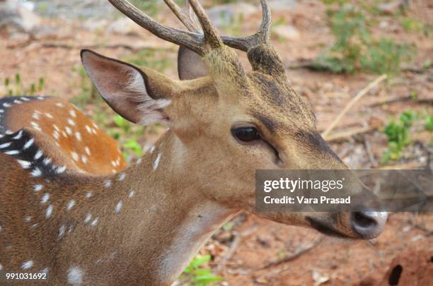 deer - vara stock pictures, royalty-free photos & images