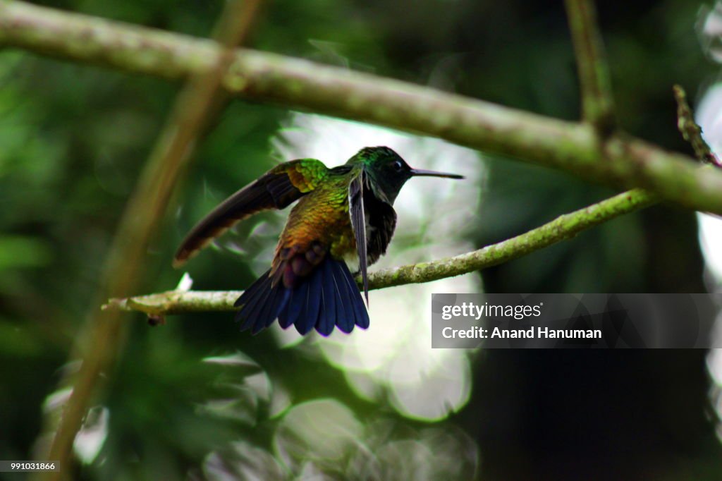 Copper rumped Hummingbird
