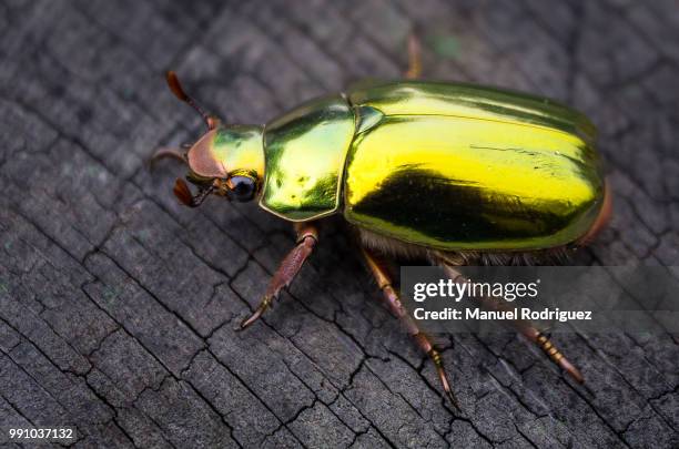 717 Golden Beetle Stock Photos, High-Res Pictures, and Images - Getty ...