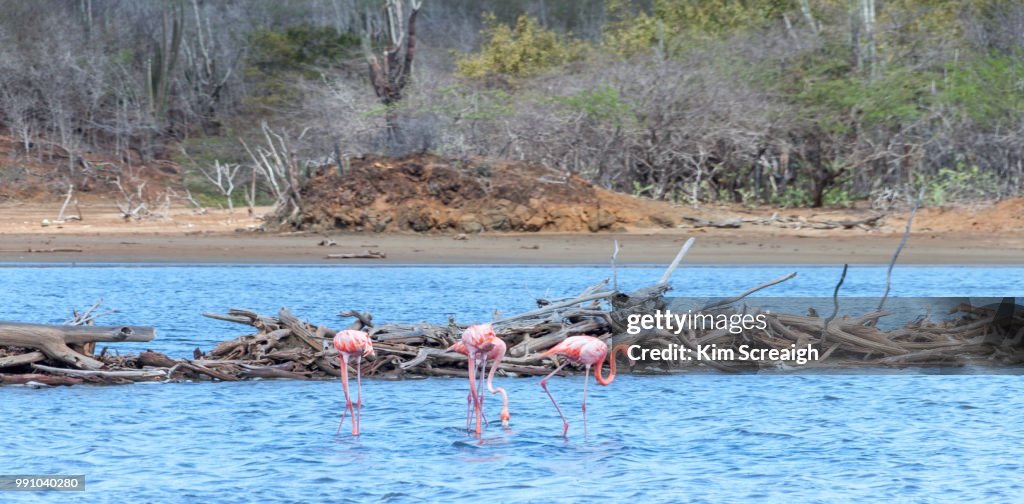 Flamingo