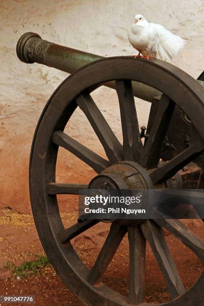 war and peace, dove on the cannon - peace dove stock pictures, royalty-free photos & images