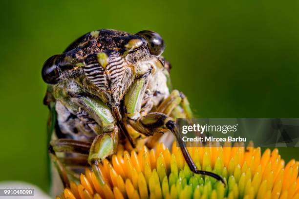 Small Bug Alien 344 Alien Bugs Stock Photos, High-Res Pictures, and Images - Getty Images