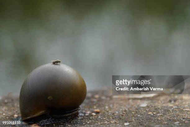 a common fly on a snail near a pond - pond snail stock pictures, royalty-free photos & images