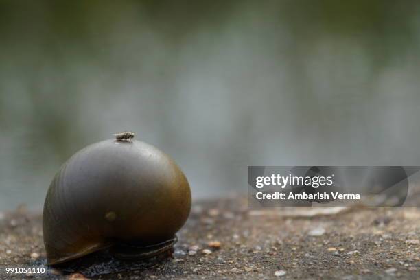 a common fly on a snail near a pond - pond snail 個照片及圖片檔