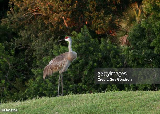 sand hill crane, melbourne florida - grus rubicunda stock pictures, royalty-free photos & images