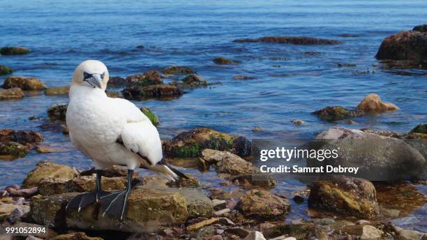 northern gannet - northern gannet stock-fotos und bilder