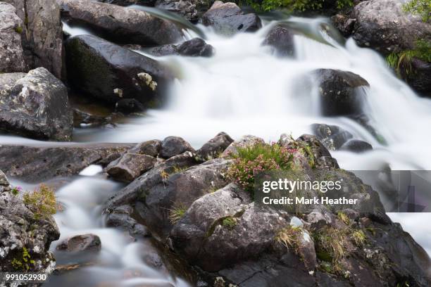 welsh heather - heather brooke stock pictures, royalty-free photos & images