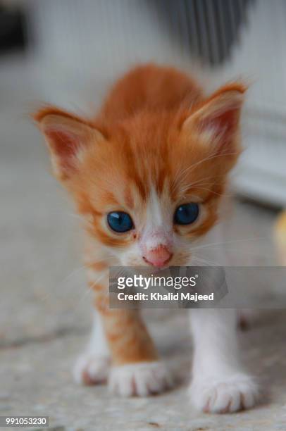 little cute one.jpg - abyssinian cat stock-fotos und bilder