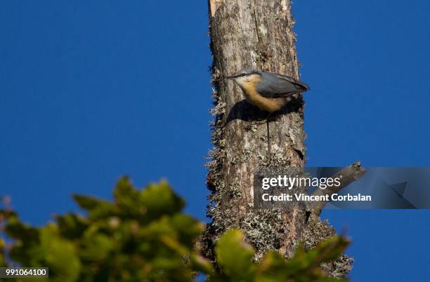 eurasian nuthatch (sitta europaea) - sitta stock-fotos und bilder