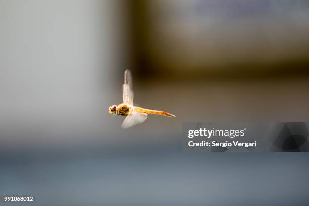 libellula - libellulidae stock pictures, royalty-free photos & images
