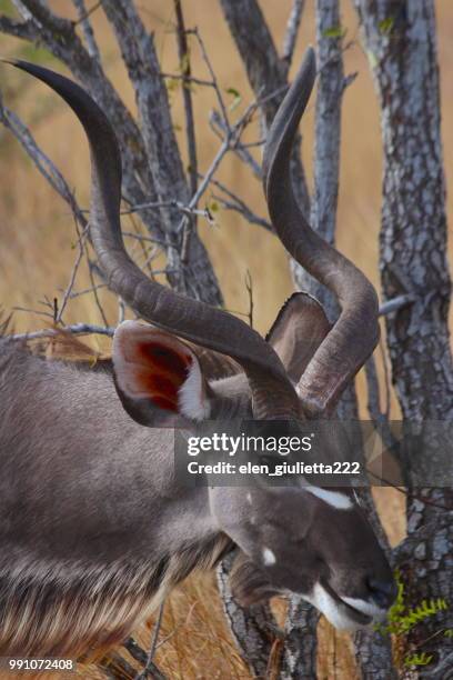 kudu close-up - greater kudu stock pictures, royalty-free photos & images