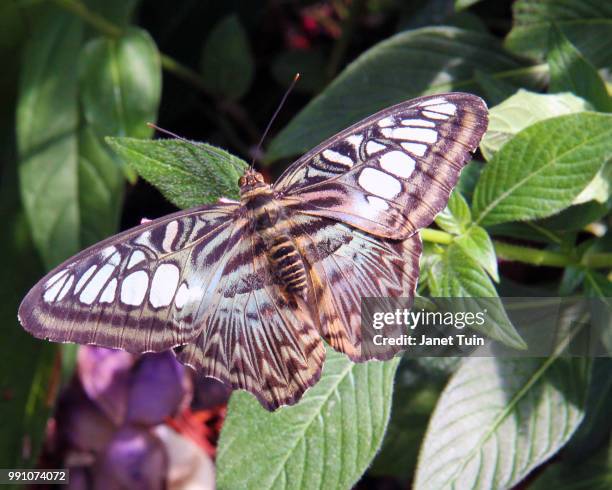 clipper butterfly - tuin foto e immagini stock