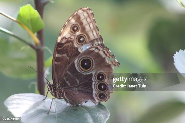 blue morpho butterfly - tuin foto e immagini stock