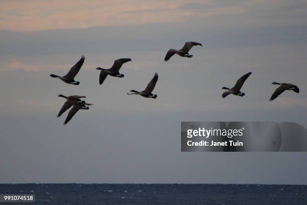 geese in flight - tuin foto e immagini stock