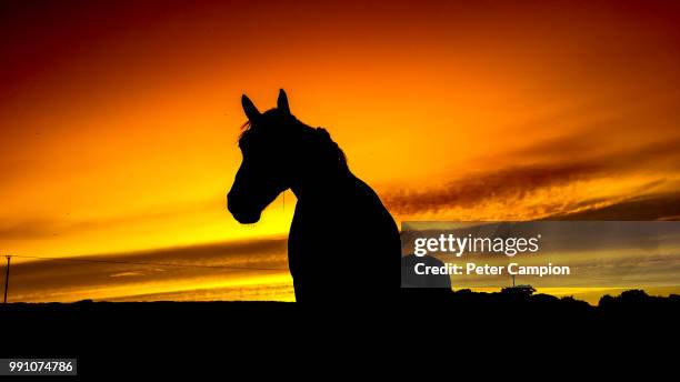 black beauty - black beauty stockfoto's en -beelden