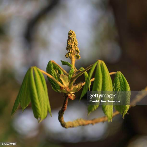 horse chestnut bud, near henley on thames - jim donahue stock pictures, royalty-free photos & images