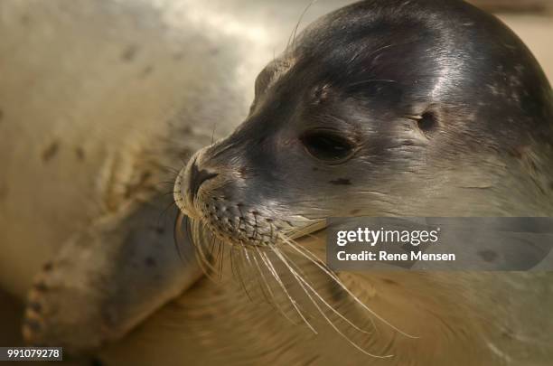 little seal - mensen stock pictures, royalty-free photos & images