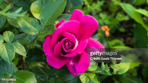 fleur - rose fleur stock pictures, royalty-free photos & images