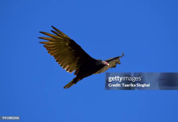 turkey vulture - turkey vulture stock pictures, royalty-free photos & images