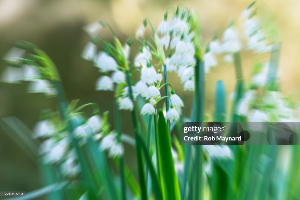 Abstract of Snowdrop