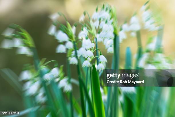 abstract of snowdrop - bukettanemon bildbanksfoton och bilder