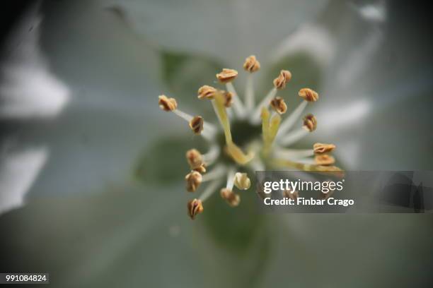 flower stigma (macro) - flower stigma stock pictures, royalty-free photos & images