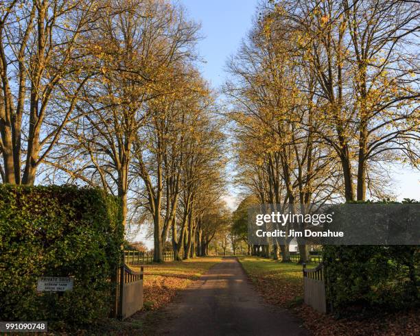 autum row of trees near hambleden, buckinghamshire - jim donahue stock pictures, royalty-free photos & images