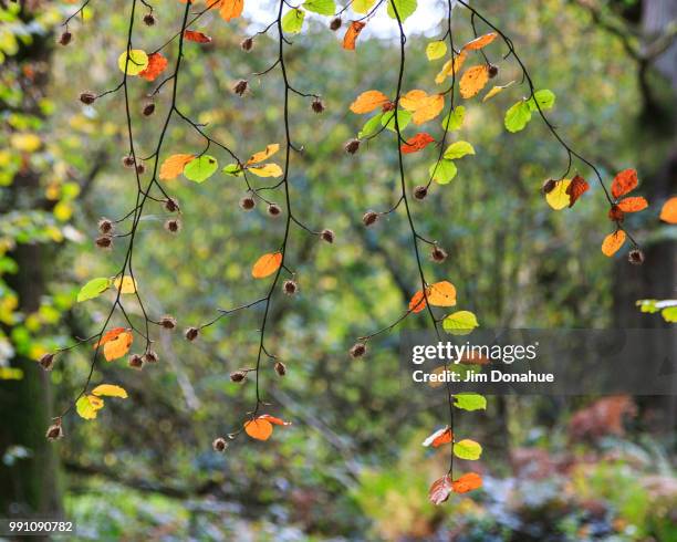 autumn beech tree leaves - jim donahue stock pictures, royalty-free photos & images