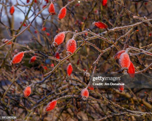 frosty rosehips at hambeden, buckinghamshire - jim donahue stock pictures, royalty-free photos & images