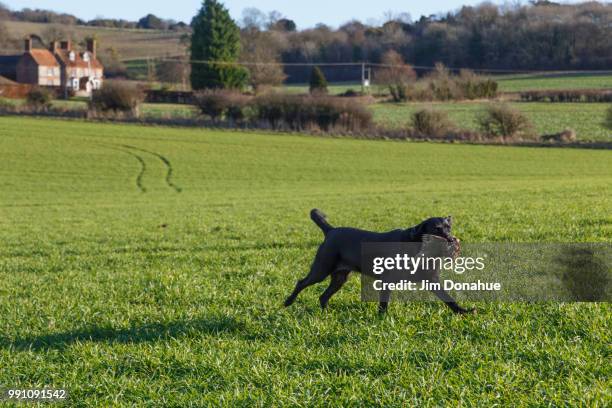 syncombe pheasant shoot, near henley - jim donahue stock pictures, royalty-free photos & images