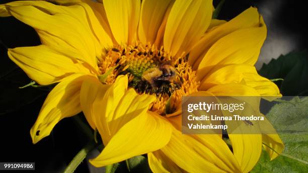 lonesome bumblebee party - theodora stock pictures, royalty-free photos & images