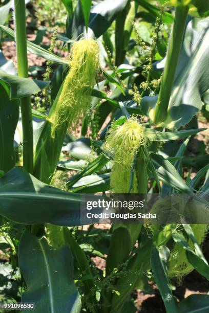 close-up of pollen silking on growing corn crop (zea mays) - sweetcorn stock pictures, royalty-free photos & images