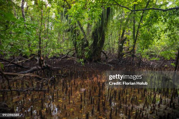 the monster's lair - swamp monster stock pictures, royalty-free photos & images