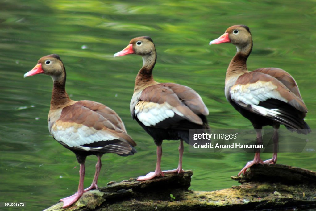 Black bellied Whistling Ducks
