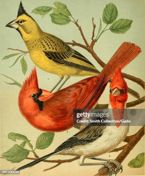 Color lithograph illustrating three species of cardinals, including, from top to bottom, the yellow cardinal the northern cardinal and the...