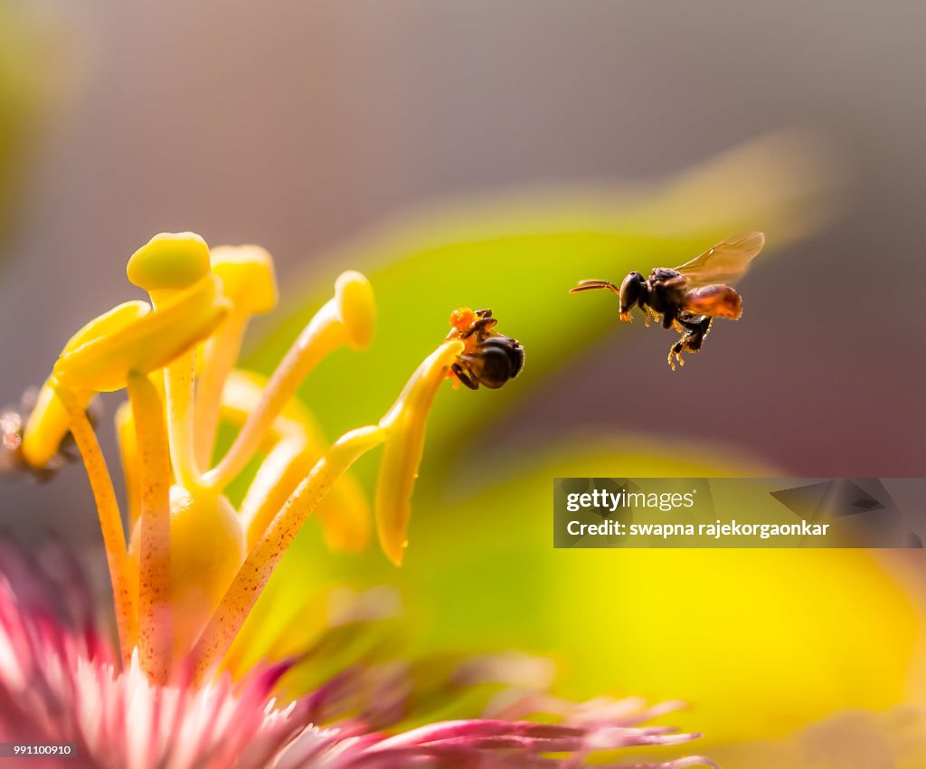 Tiny World