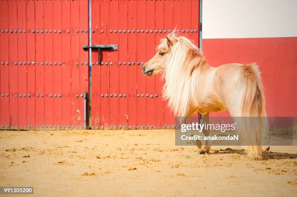 beautiful chestnut pony with long mane. andalisia, spain - kastanienfarben stock-fotos und bilder